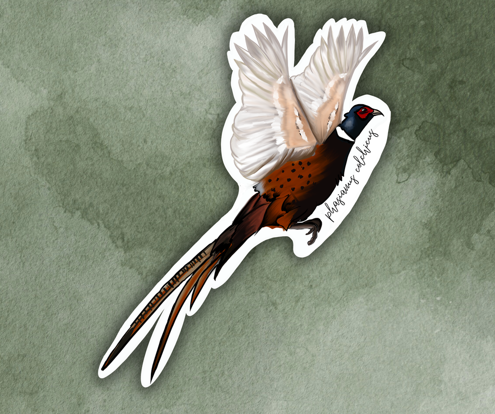 Pheasant (phasianus colchicus) Bird Sticker