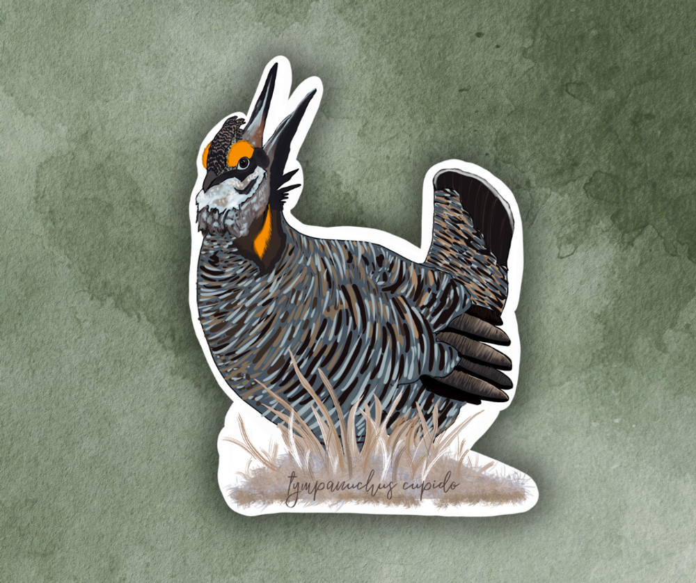 Prairie Chicken (tympanuchus cupido) Bird Sticker