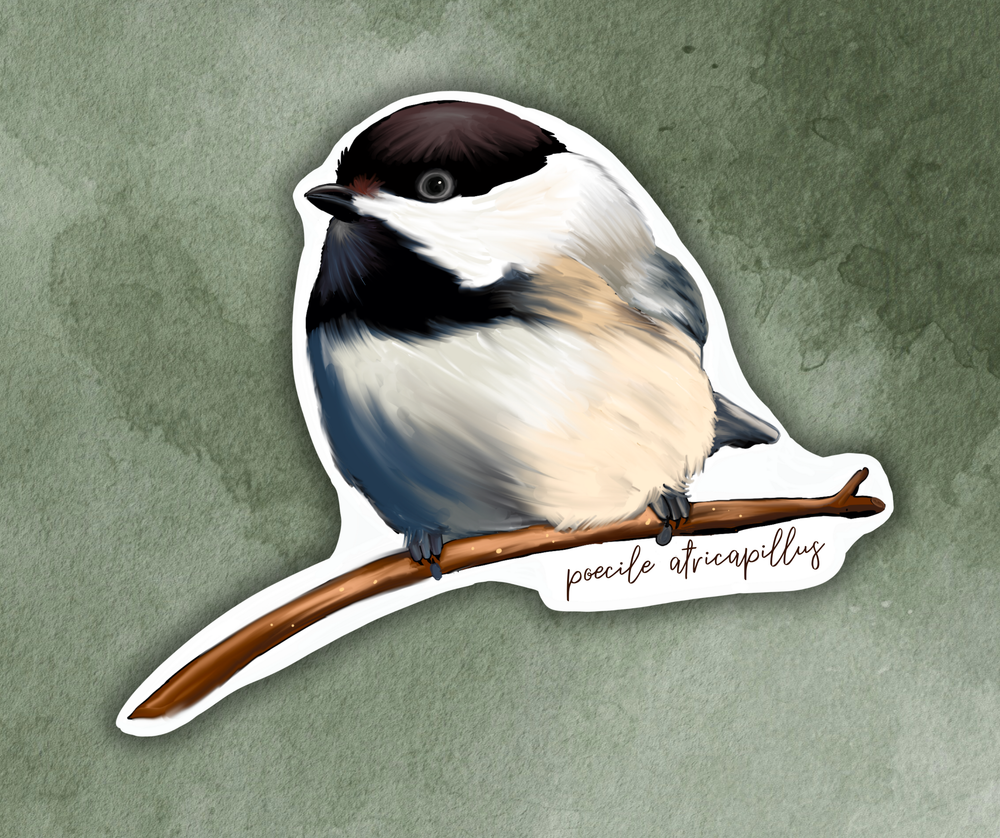 Black Capped Chickadee (poecile atricapillus) Bird Sticker