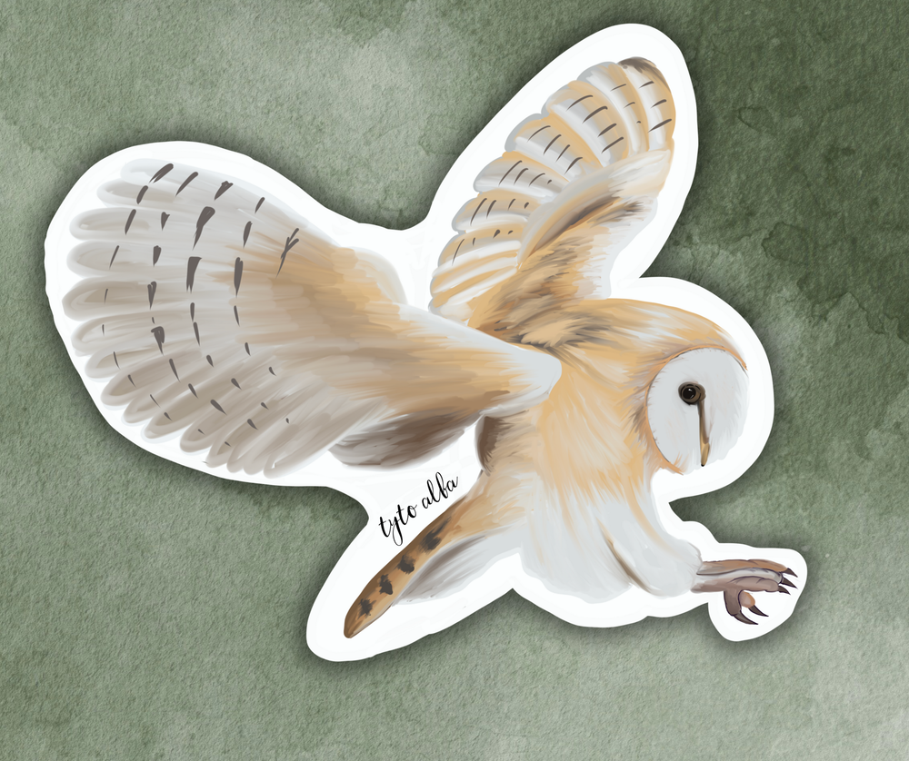 Barn Owl (tyto alba) Bird Sticker