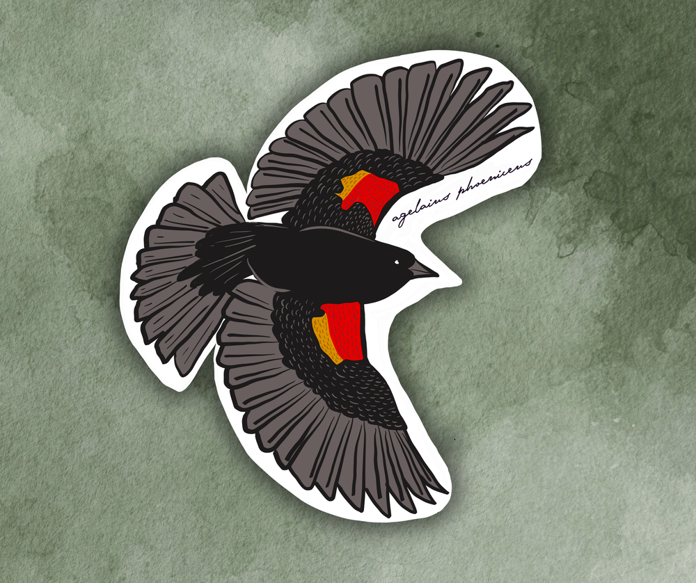 Red Winged Black Bird (agelaius phoeniceus) Sticker